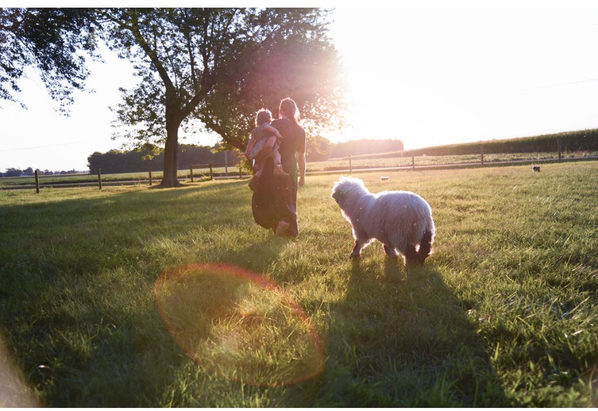 A woman carrying a toddler walks across the pasture into low evening sun with a woolly Valais Blacknose following alongside.