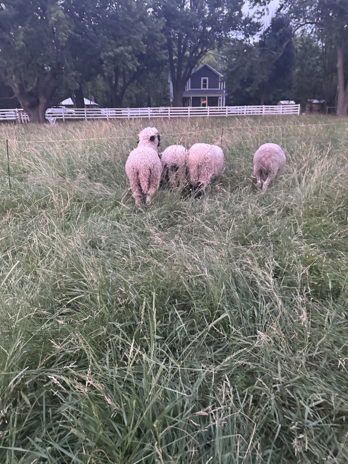 Sheep grazing in tall grass at dusk with a navy blue farmhouse and white fence beyond.
