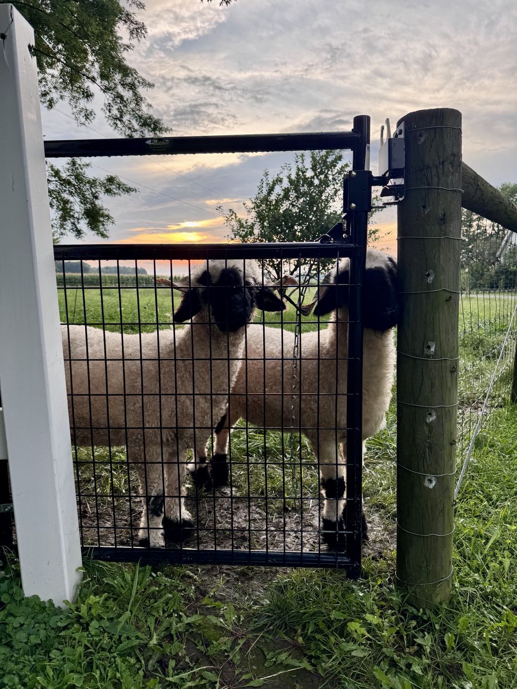 Two Valais Blacknose pressed against a black wire gate at sunset.