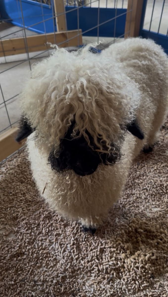 A curly white Valais Blacknose lamb on wood shavings, looking up at the camera.