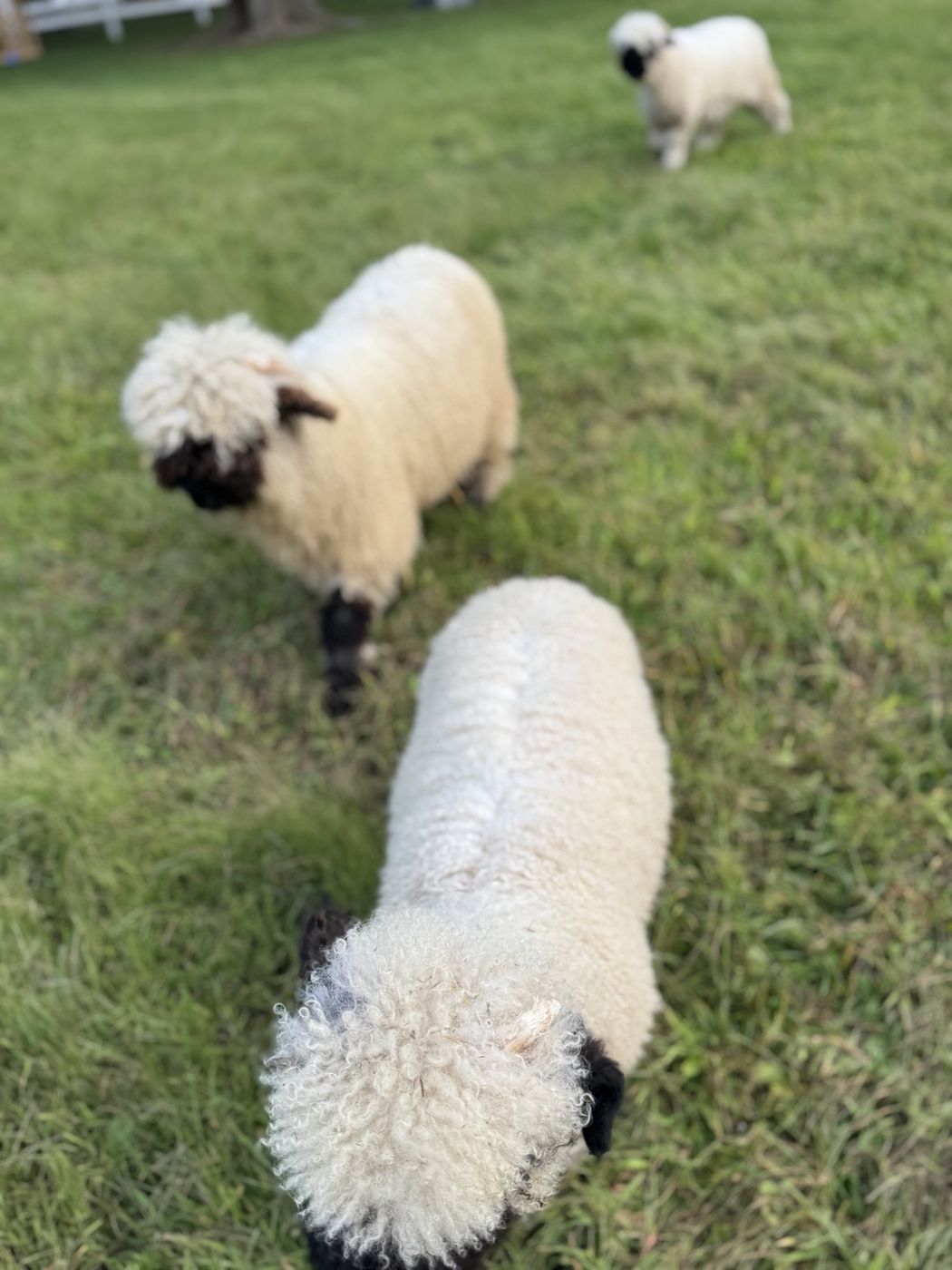 Two young Valais Blacknose lambs grazing in clipped green pasture.