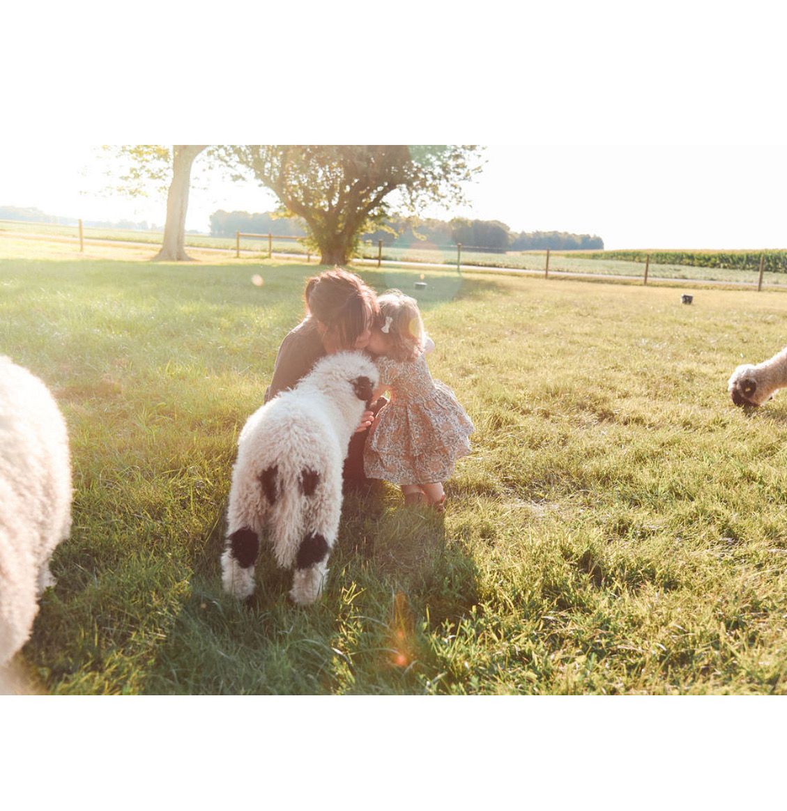 A mother kneeling in the pasture kissing her toddler while a Valais Blacknose leans in beside them.