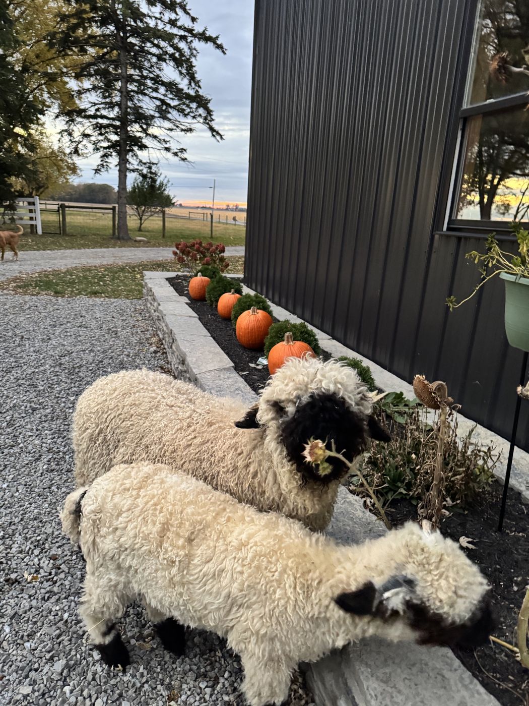 Two Valais Blacknose nosing at a planter of pumpkins and mums beside the black barn at sunset.