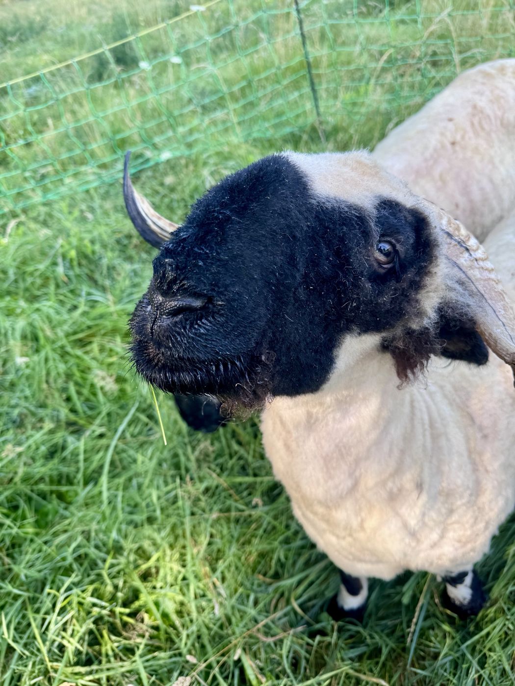 Close profile of a Valais Blacknose with a solid black face and a curling horn, grazing in green grass.