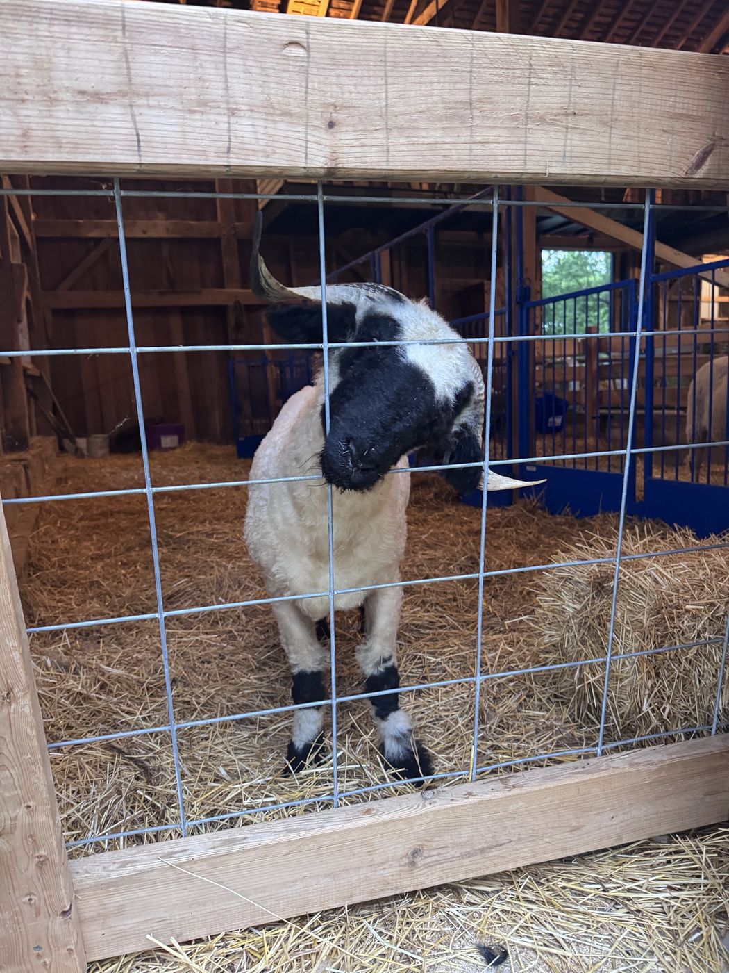 A horned Valais Blacknose tilting its head against a wire panel inside the barn.