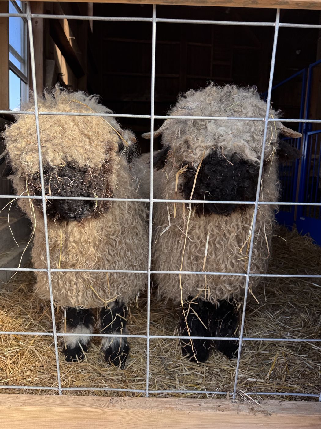 Two Valais Blacknose looking through a wire panel, straw caught in their fleece.